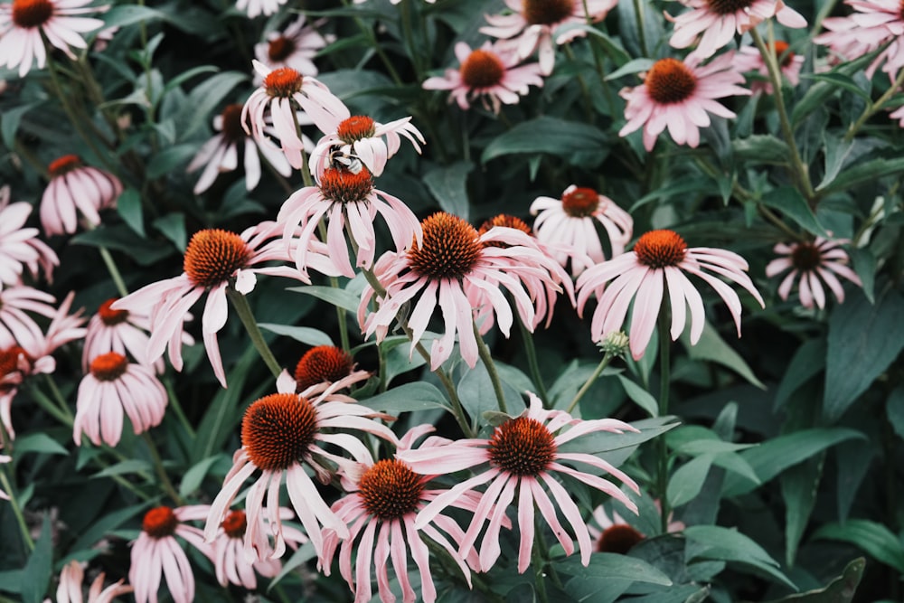 a field of pink and white flowers with green leaves