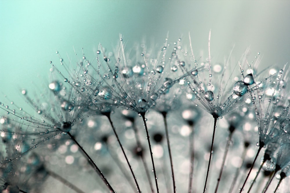 a close up of a dandelion with drops of water on it