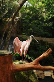 a pink bird standing on top of a tree branch