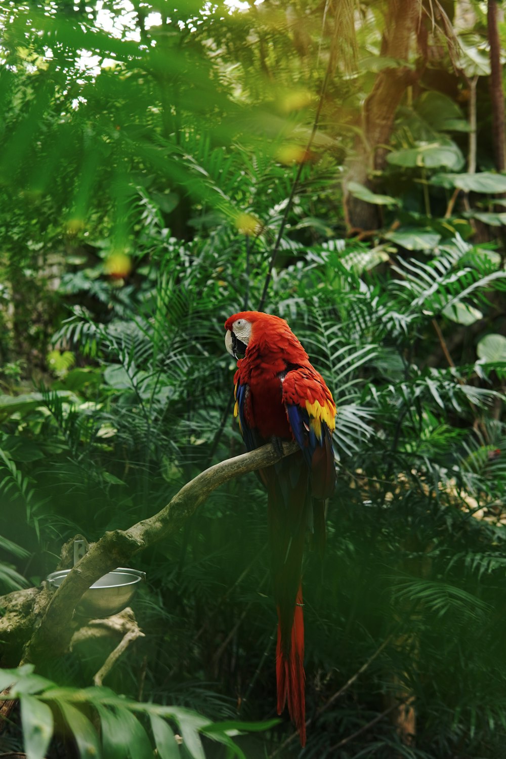 un loro rojo sentado en la parte superior de la rama de un árbol