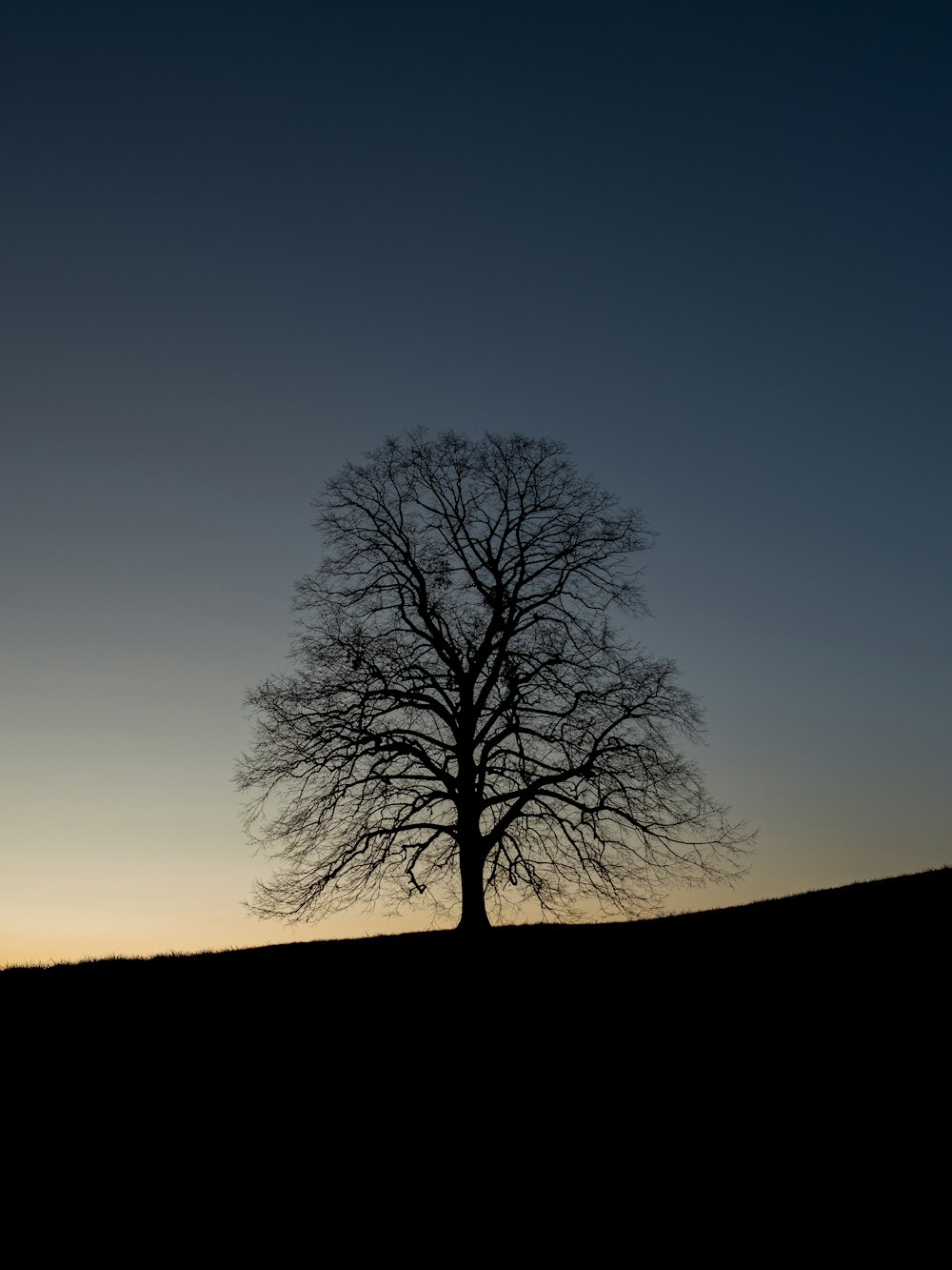 a lone tree silhouetted against a dusk sky