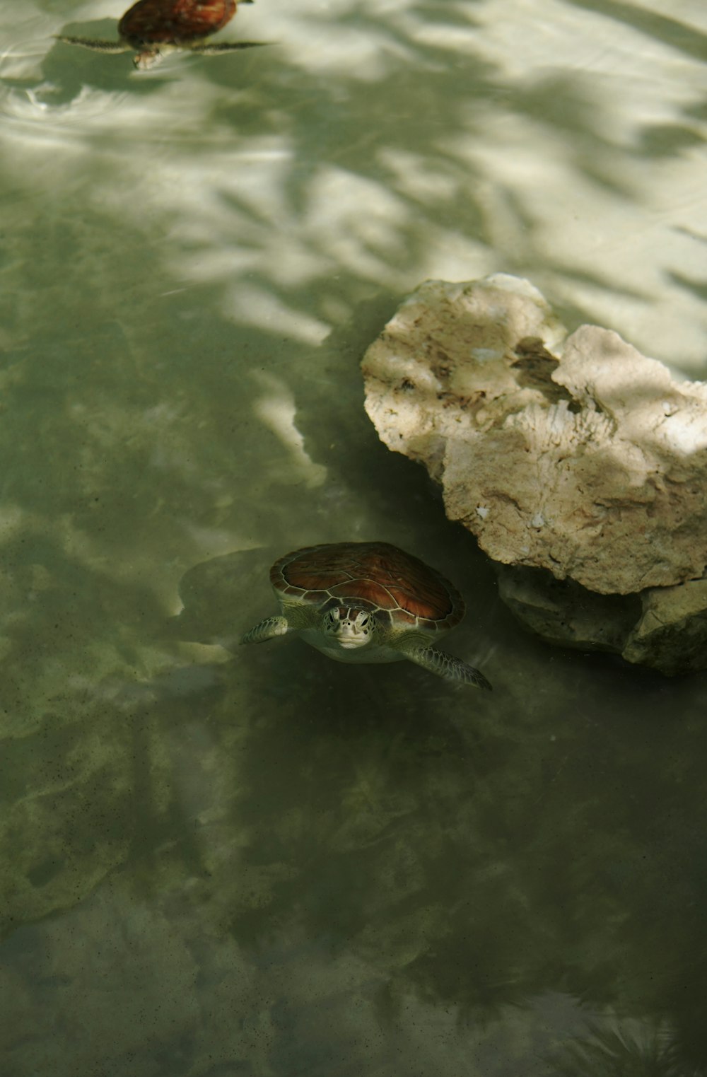 a couple of turtles swimming in the water