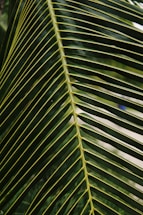 Close-up view of a palm leaf with long, slender, green fronds radiating from a central spine. The intricate pattern and texture of the leaves are visible, showcasing natural symmetry.