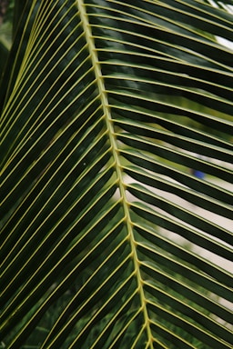 Close-up view of a palm leaf with long, slender, green fronds radiating from a central spine. The intricate pattern and texture of the leaves are visible, showcasing natural symmetry.