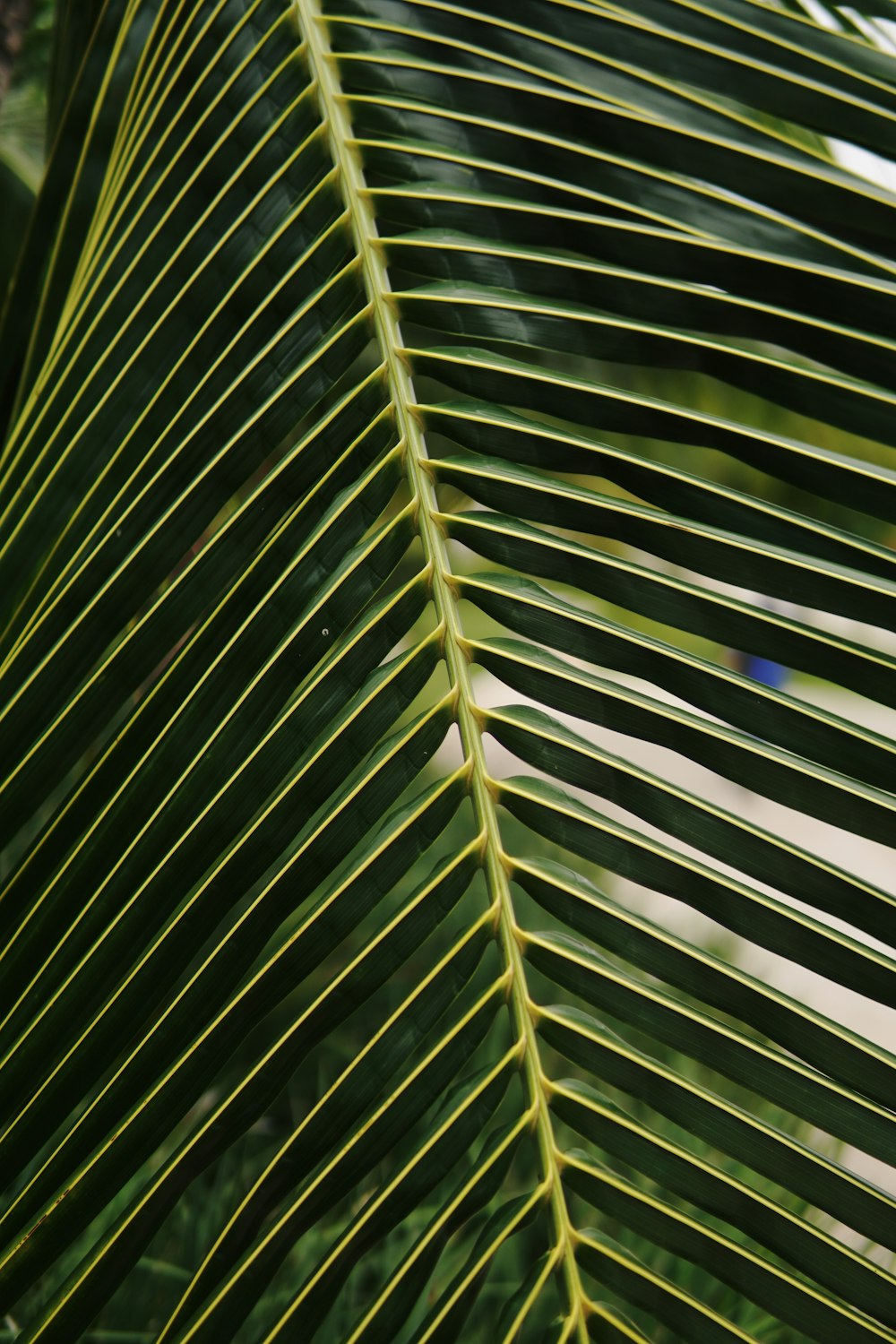 a close up of a large green leaf