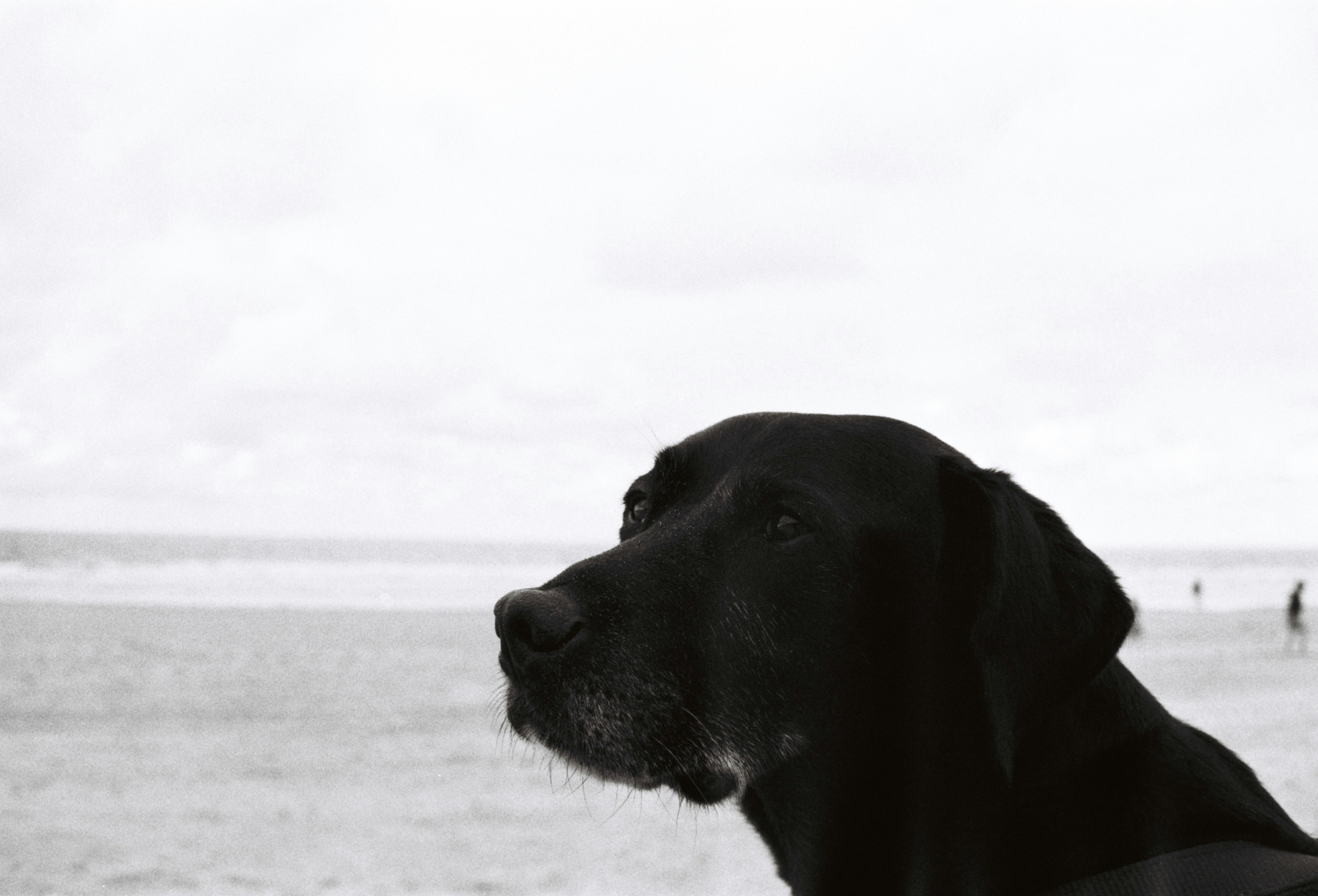 a black dog standing on top of a sandy beach
