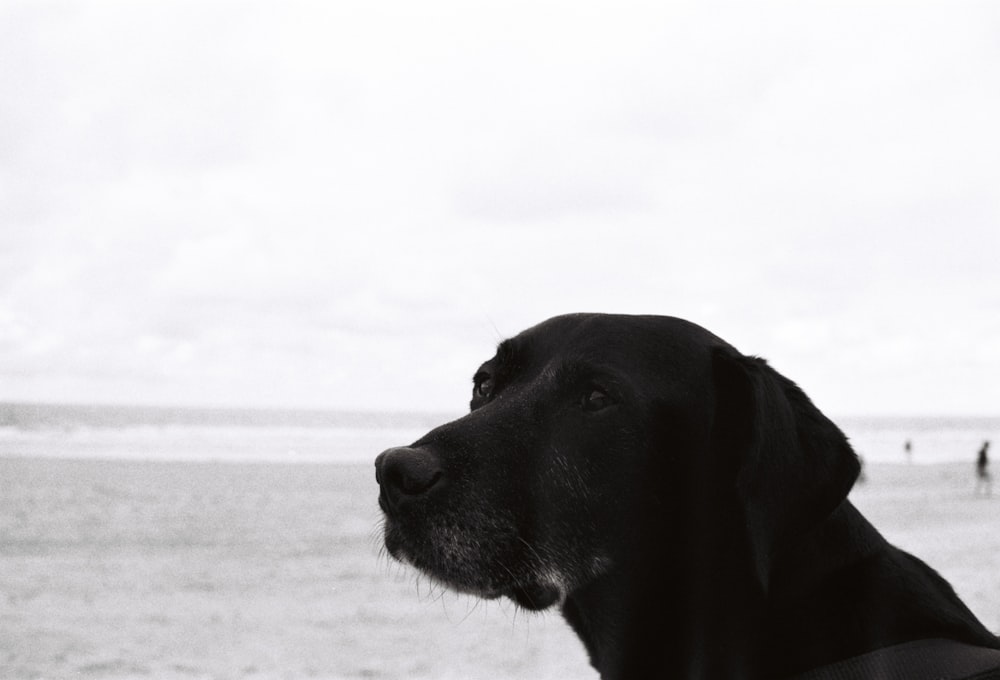 a black dog standing on top of a sandy beach