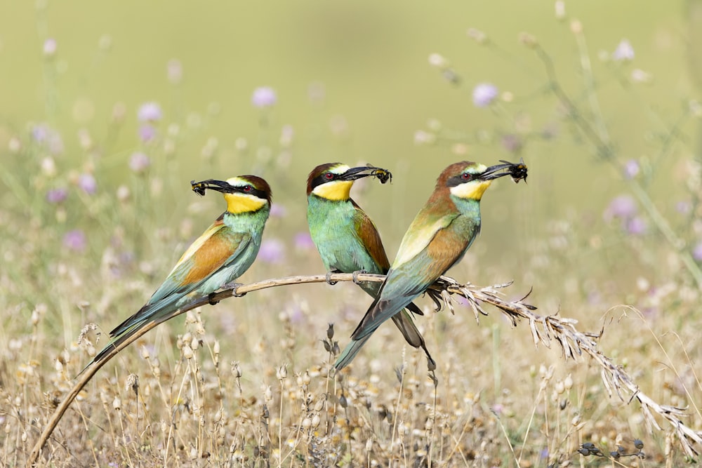 three colorful birds sitting on a branch in a field