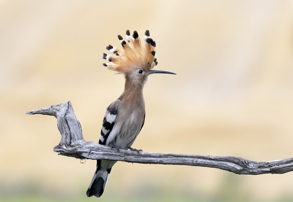 a bird sitting on top of a tree branch