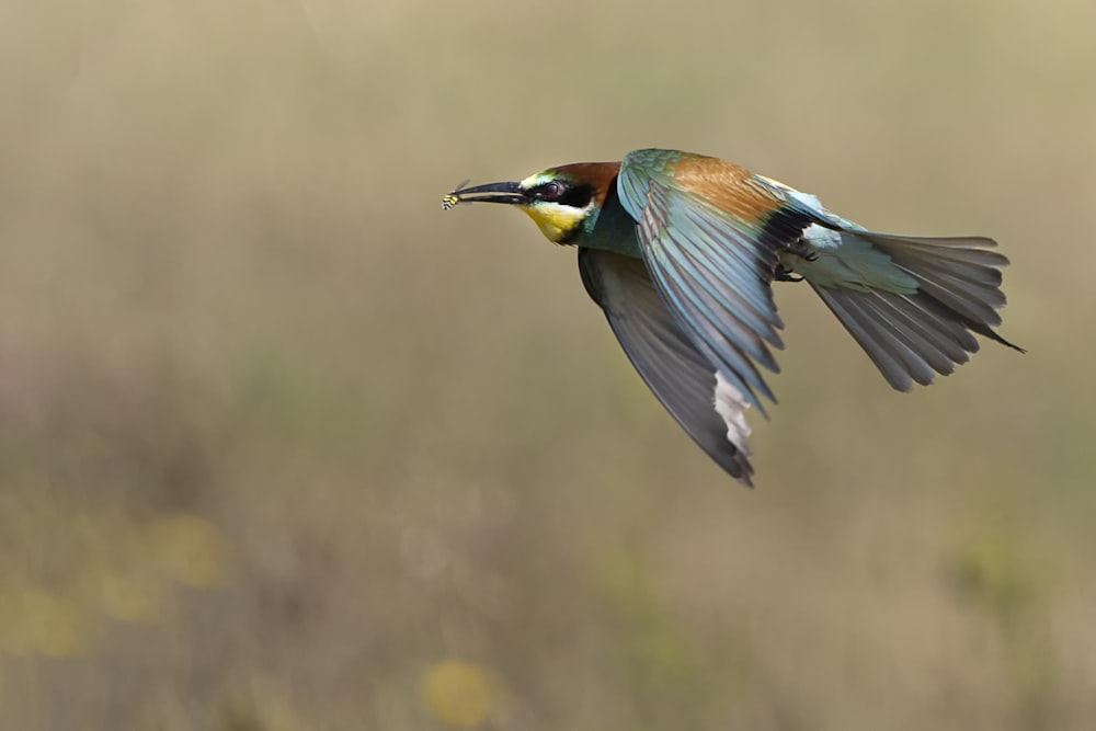 a colorful bird flying through the air