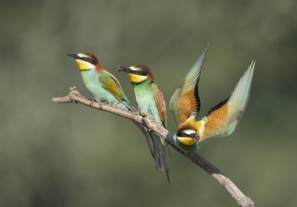 un grupo de pájaros sentados en lo alto de la rama de un árbol