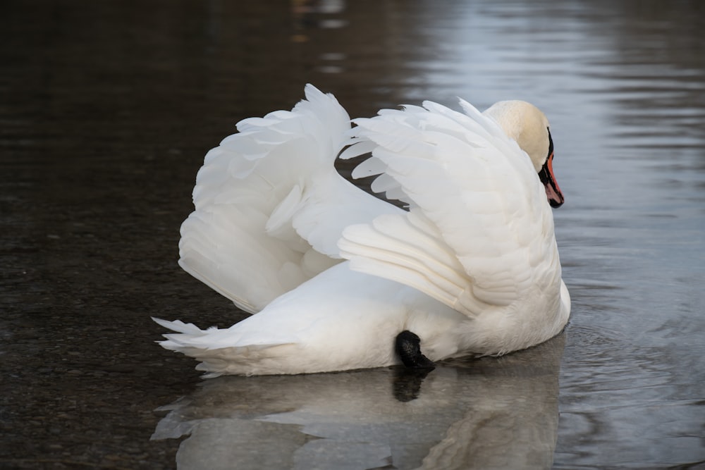 a white swan is floating on the water