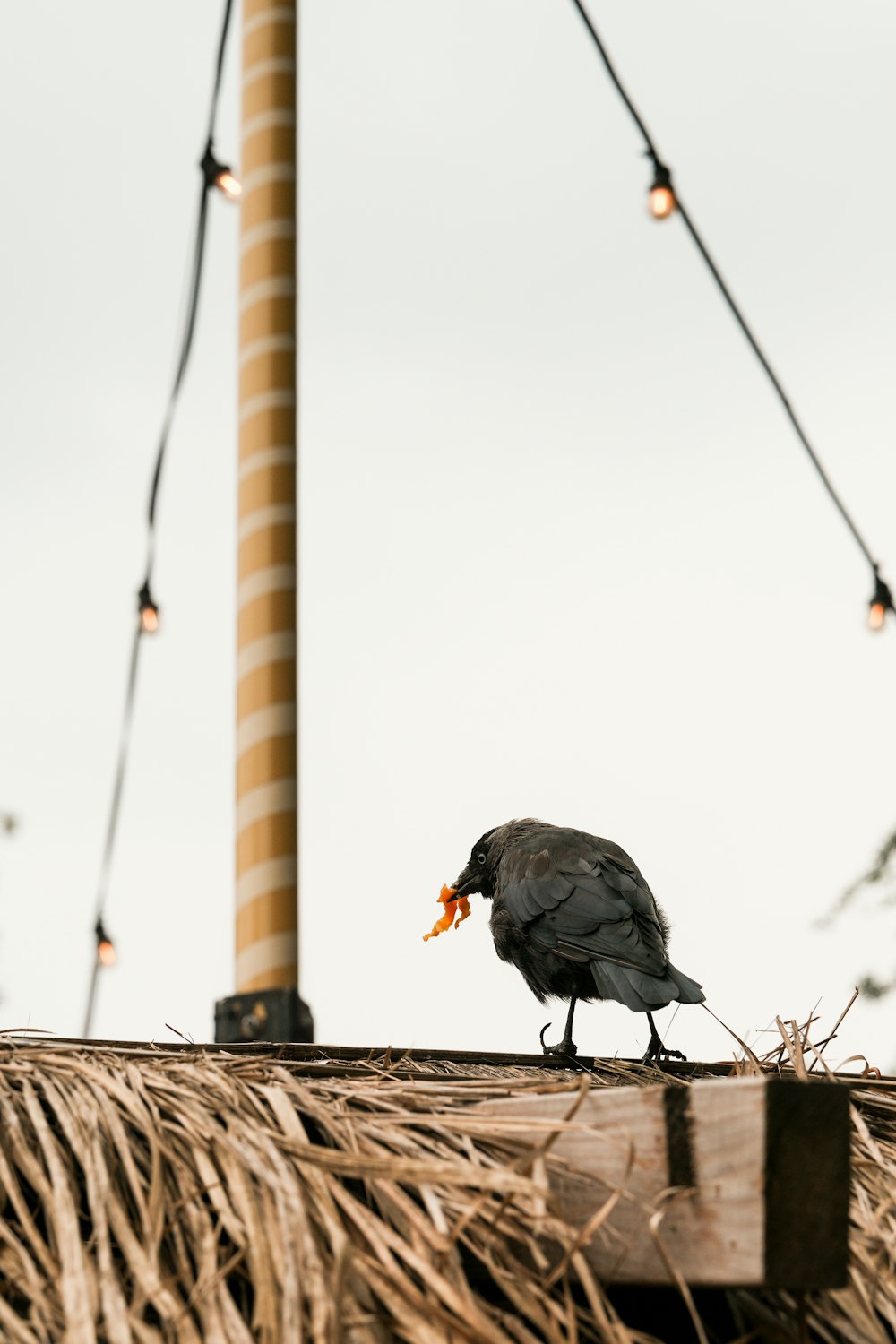 a bird sitting on top of a thatched roof