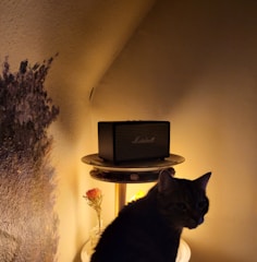 A cozy room with a stylish echonest speaker on a wooden shelf, softly glowing in warm light.