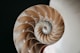 a close up of a nautish shell on a black background