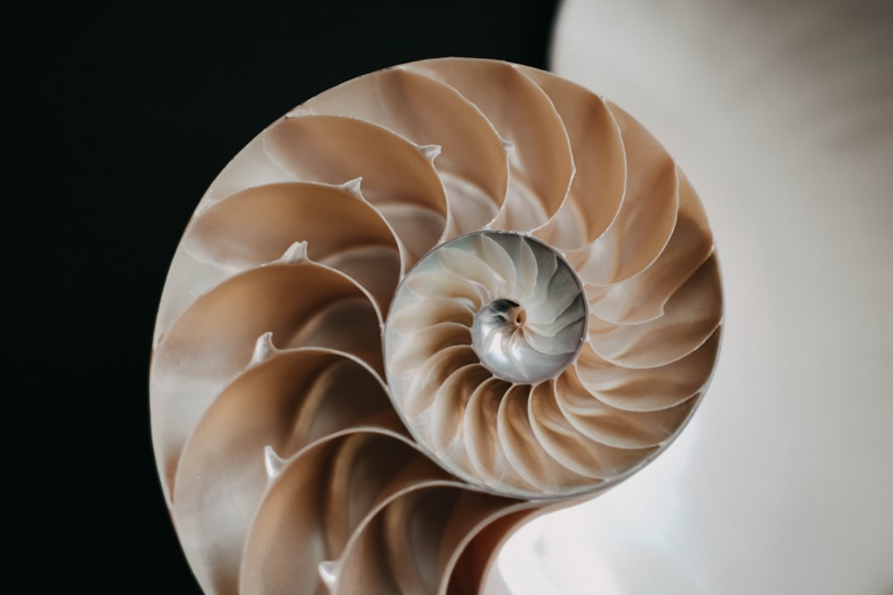 a close up of a nautish shell on a black background