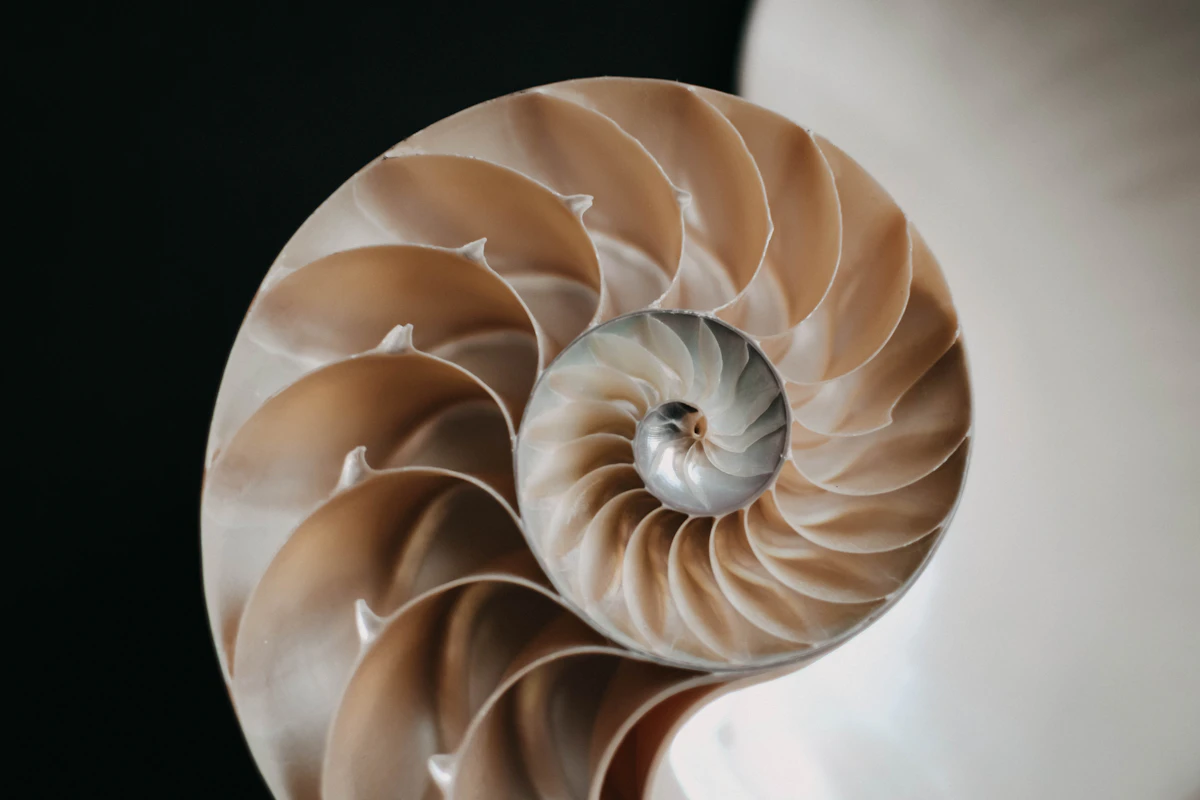 A nautilus shell spiral, the golden ratio in nature