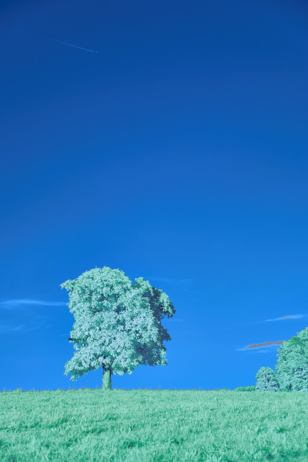 a lone tree in a grassy field under a blue sky