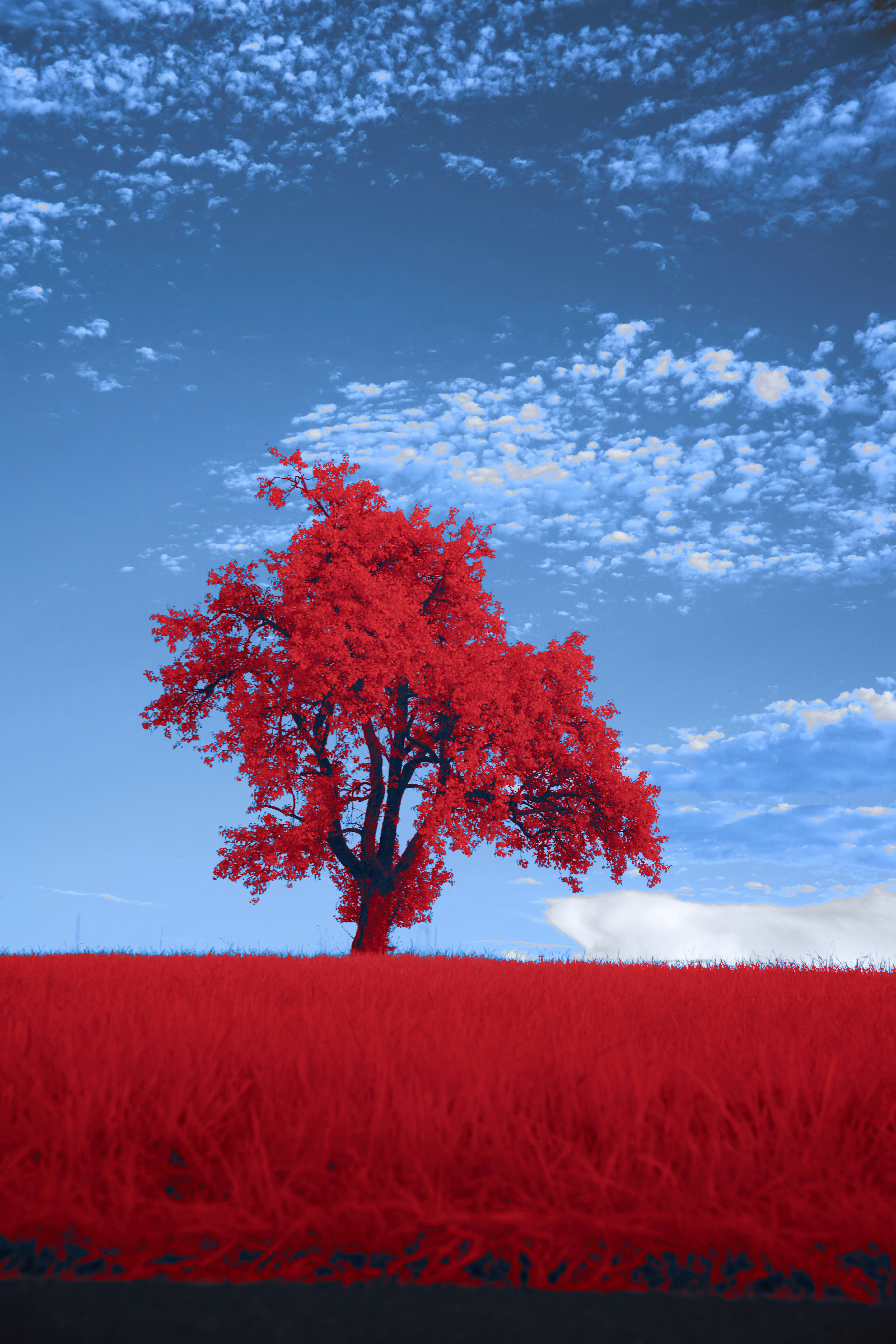 Photo by wolfgang_hasselmann