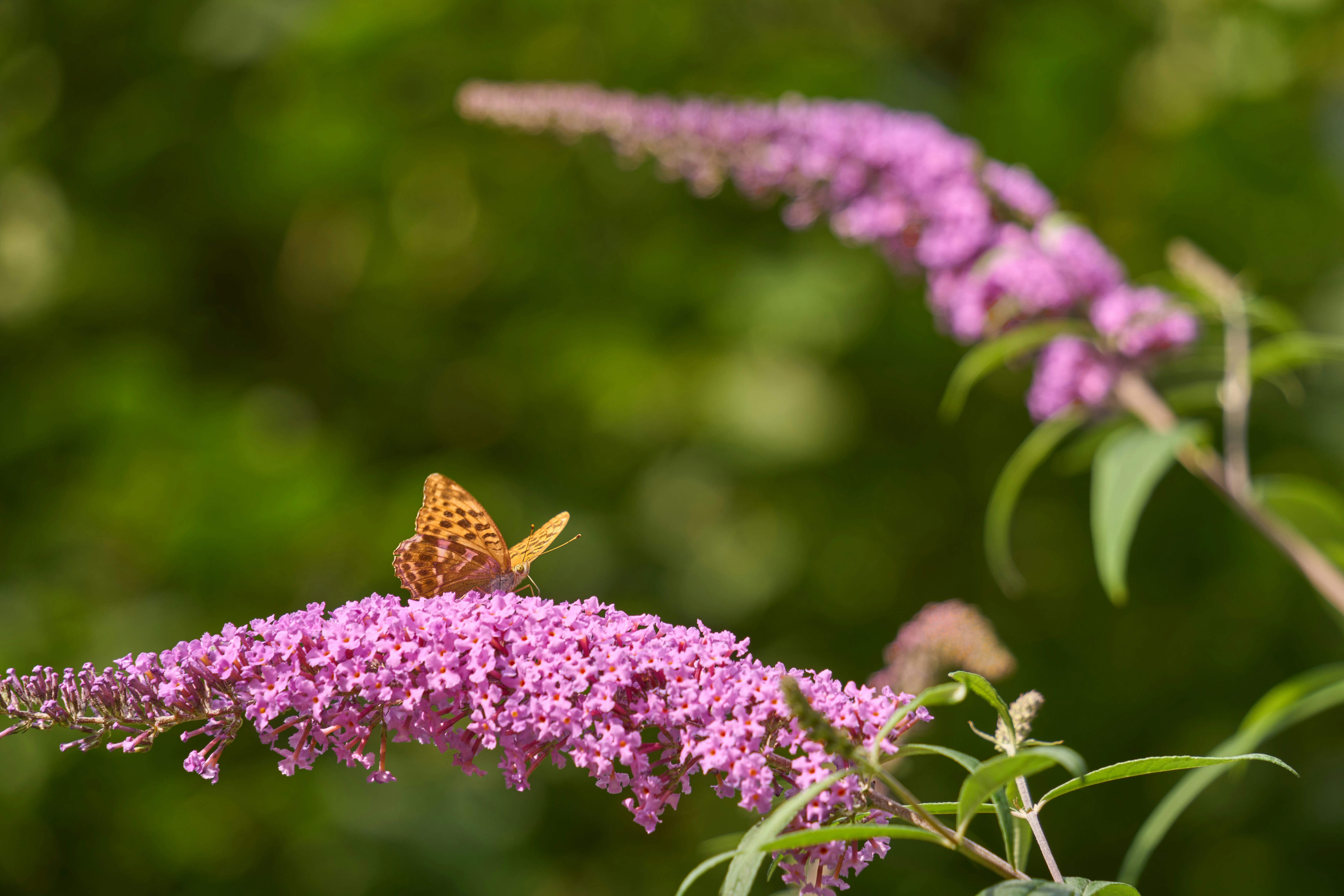 Photo by wolfgang_hasselmann