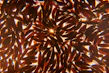 Bright white IR64 non-basmati rice grains neatly arranged on a rustic wooden surface.