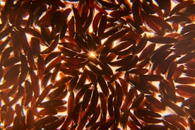 Close-up of polished rice grains shining under soft light