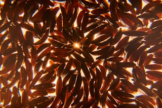 A close-up view of black rice grains arranged in a scattered, overlapping pattern, with light shining through from behind, creating a warm, glowing effect.