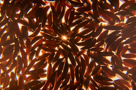 A close-up view of black rice grains arranged in a scattered, overlapping pattern, with light shining through from behind, creating a warm, glowing effect.