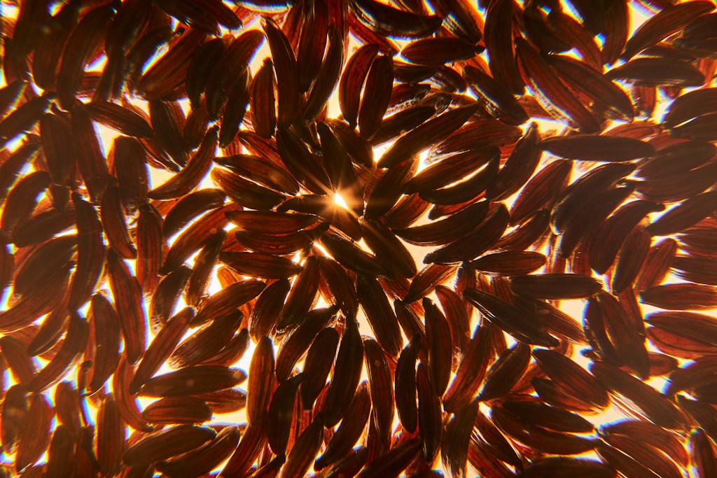 Organic Brown Rice