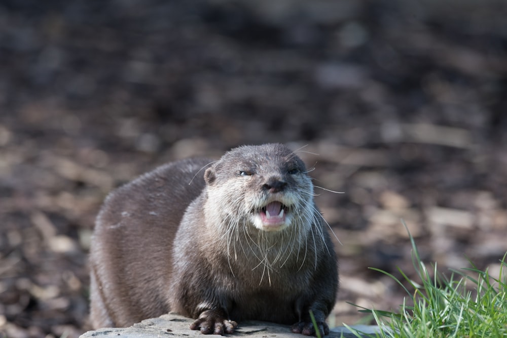 an animal that is standing on a rock