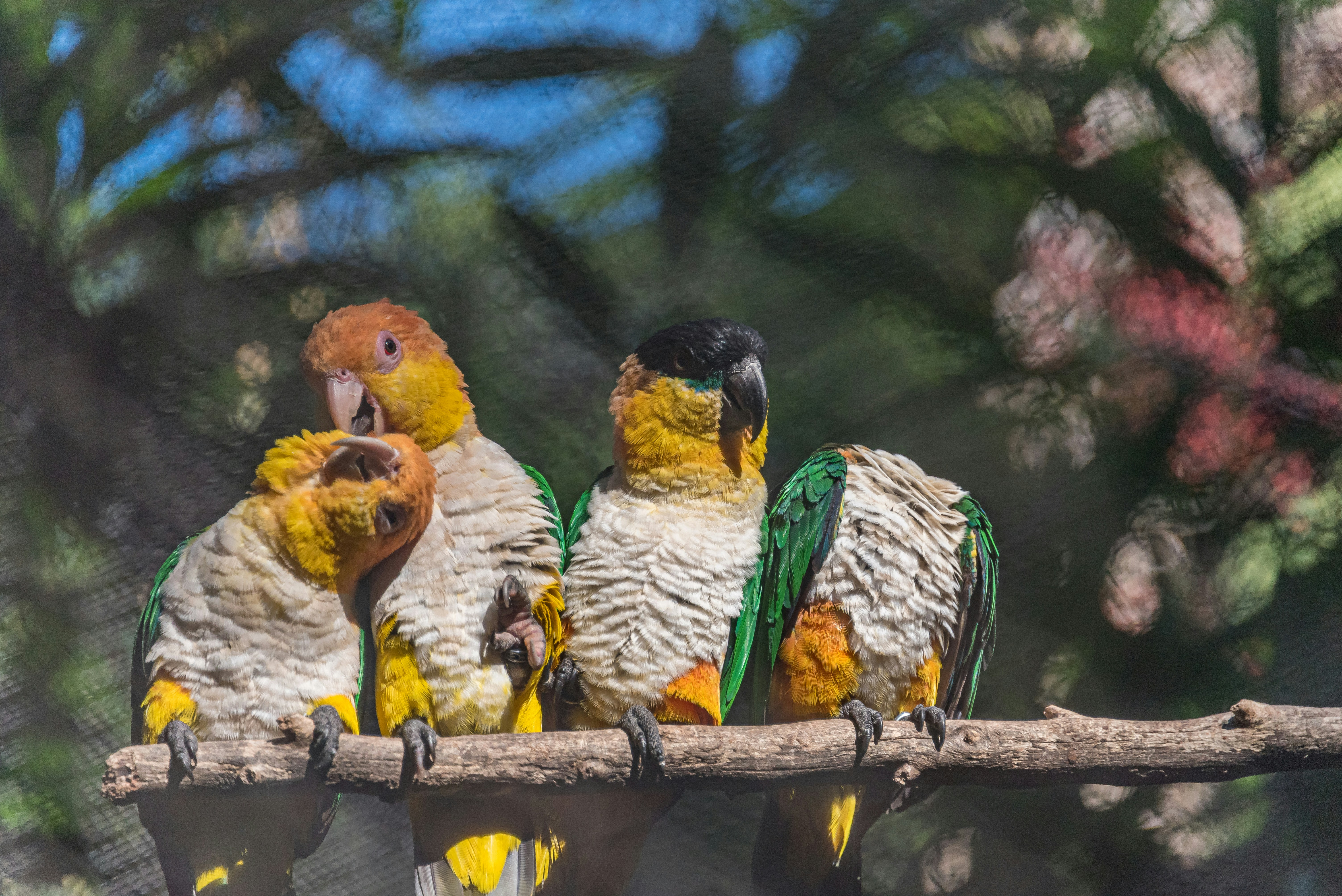 A group of birds sitting on top of a tree branch photo – Free Funny ...