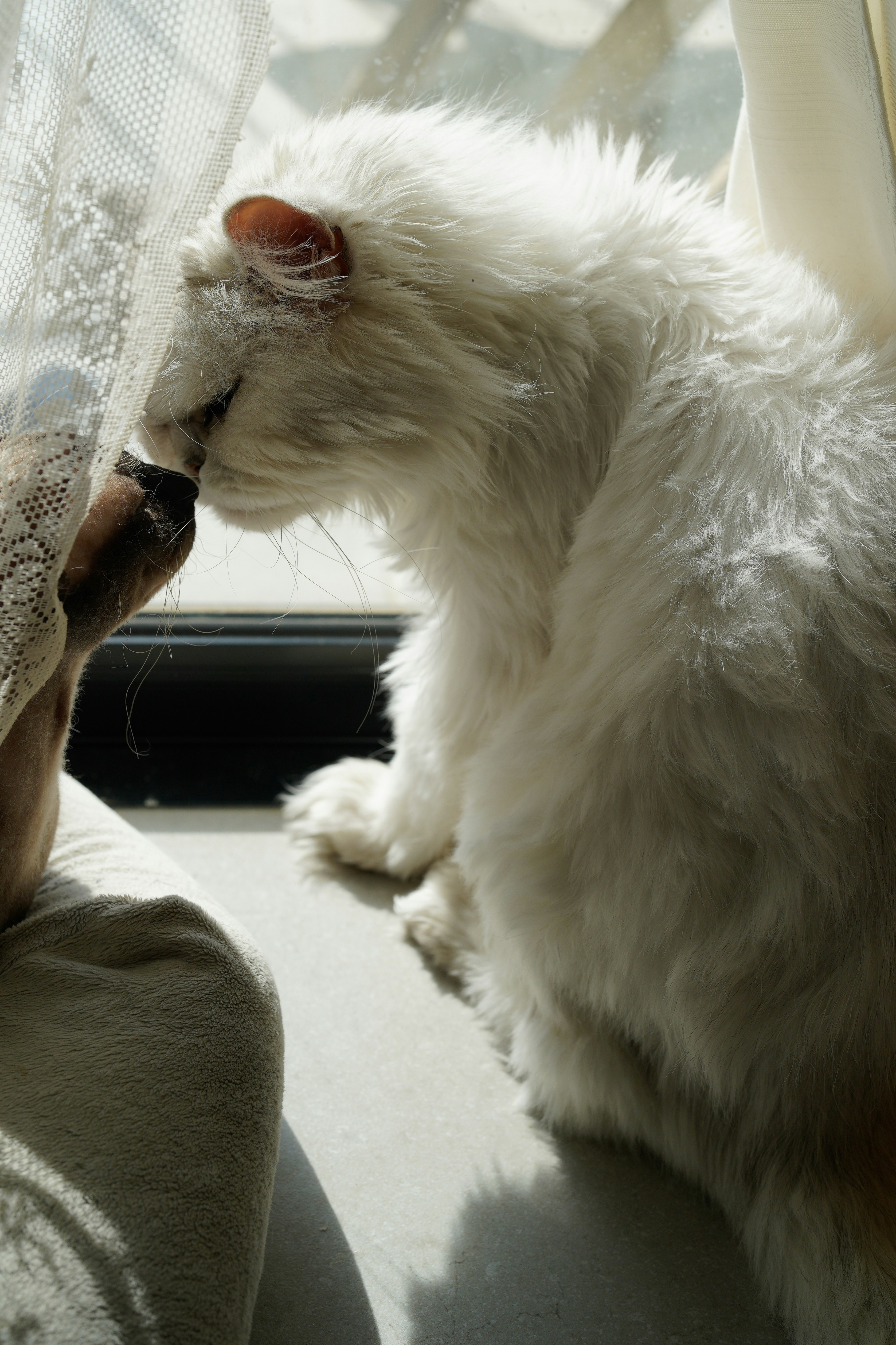 Disrupting Scent Marking and Familiarity (image credits: unsplash)