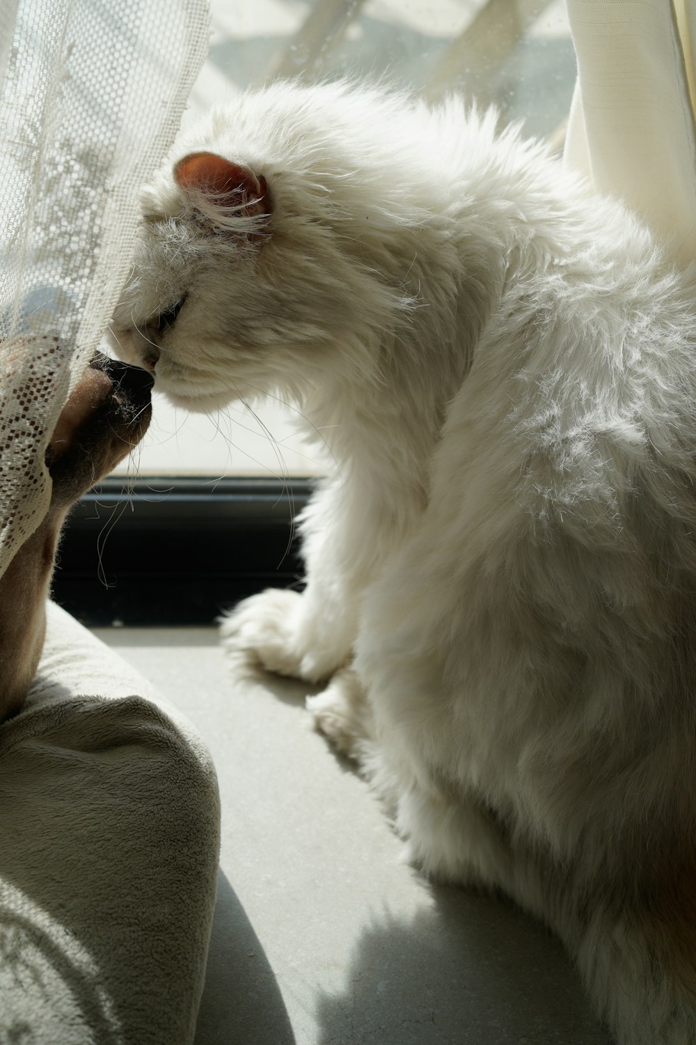 a white dog sitting on top of a couch next to a window