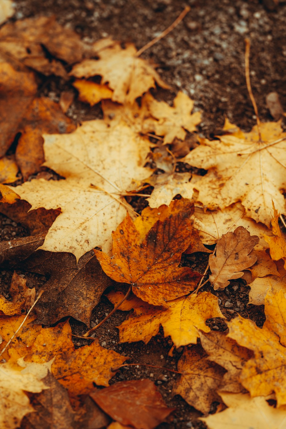 a bunch of leaves that are laying on the ground