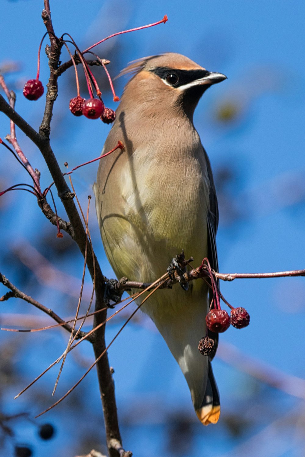 a bird is perched on a branch with berries