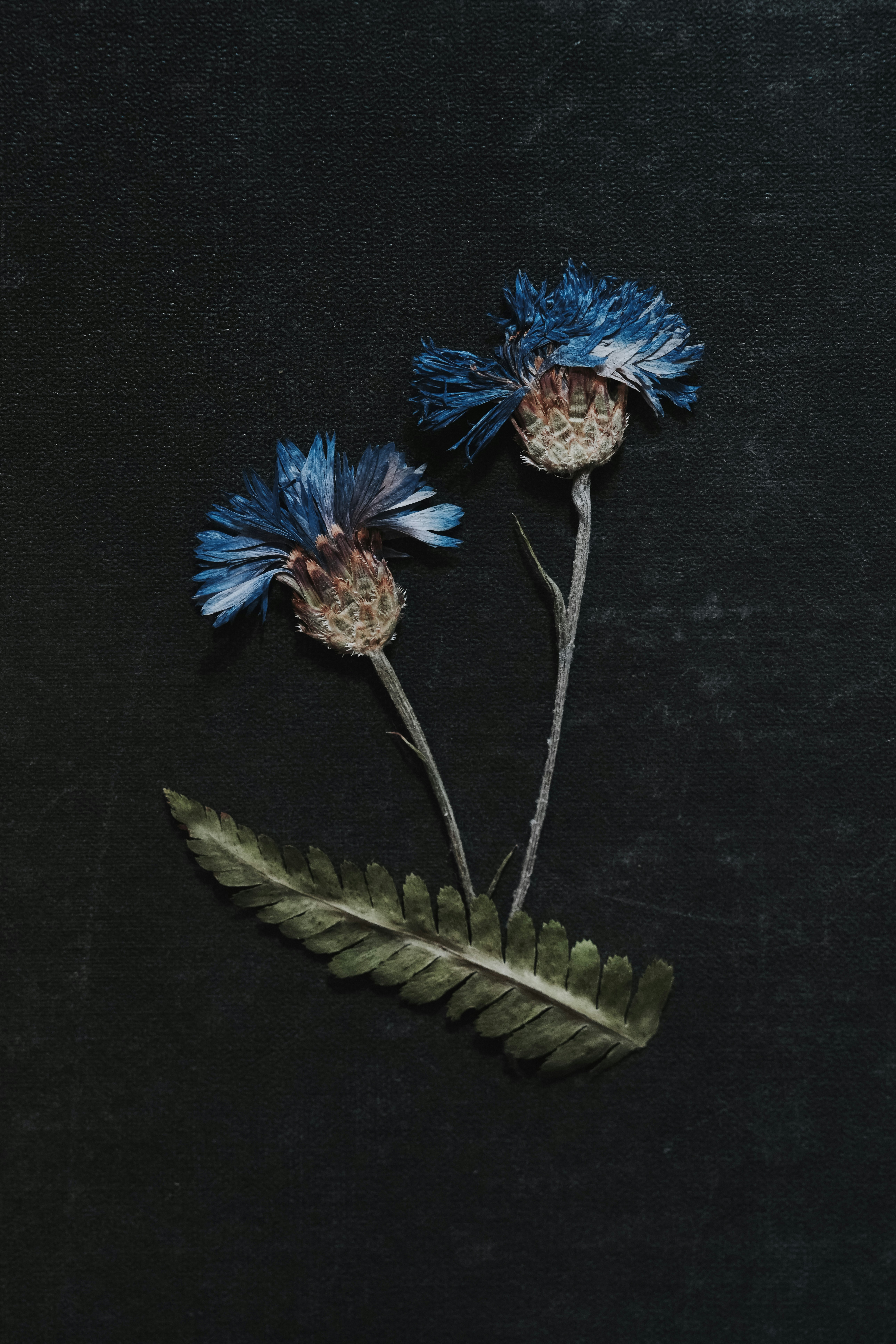Two blue flowers with green leaves on a black background photo – Free ...
