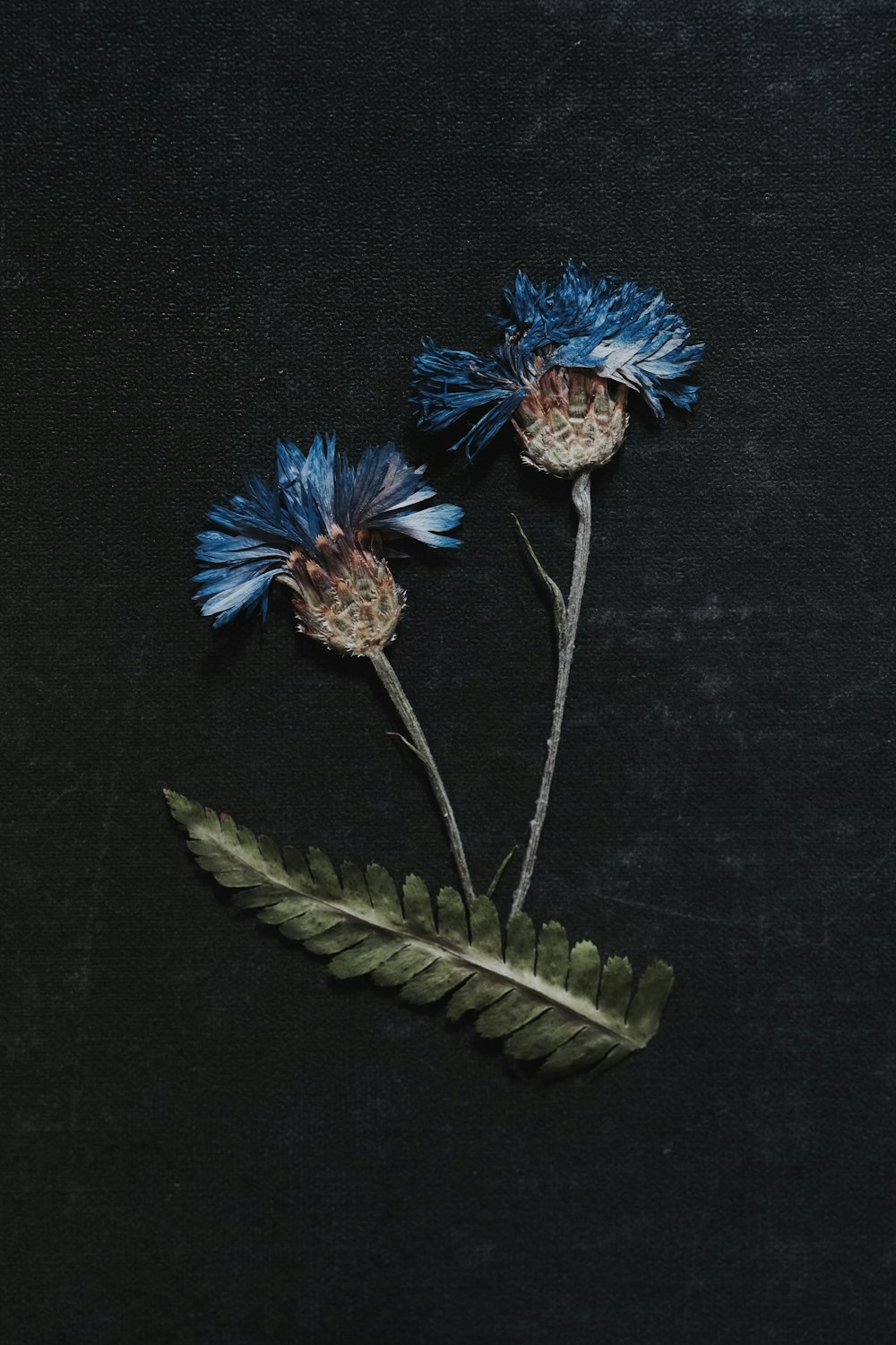 two blue flowers with green leaves on a black background