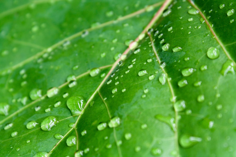 a green leaf with water drops on it