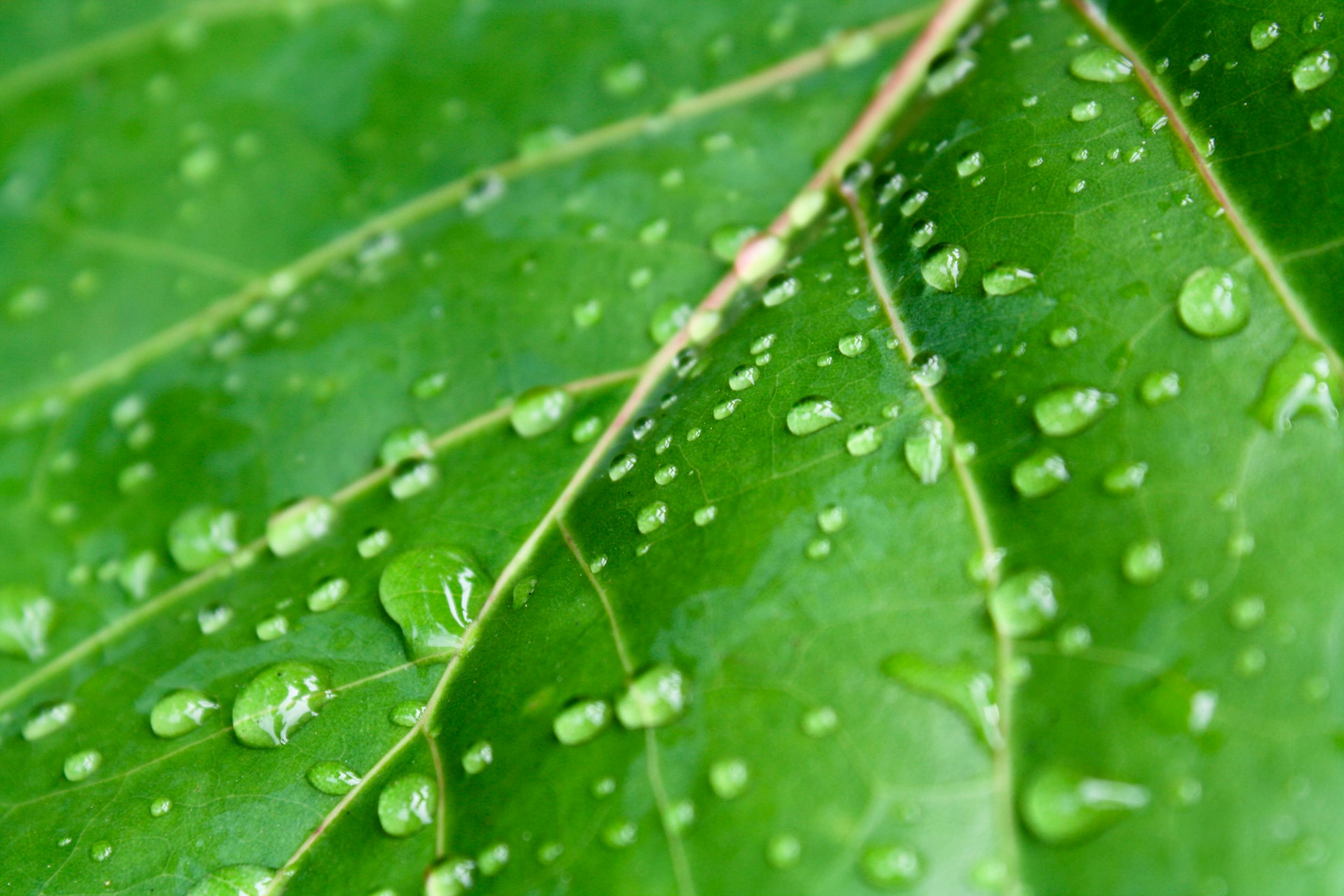 a green leaf with water drops on it