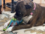 A brown and white dog is lying on a patterned carpet, playing with a colorful toy. The dog is wearing a pink collar, and its focus is on the toy, which is blue with red spots and has a green end.