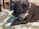 A happy pitbull playing with a colorful toy.