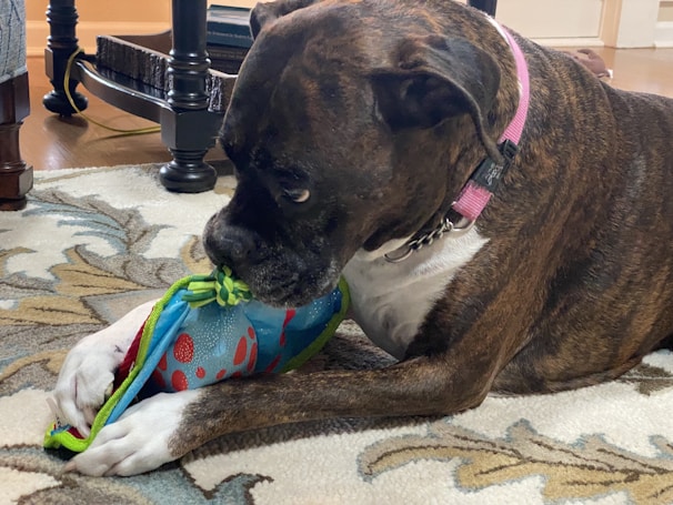 A brown and white dog is lying on a patterned carpet, playing with a colorful toy. The dog is wearing a pink collar, and its focus is on the toy, which is blue with red spots and has a green end.