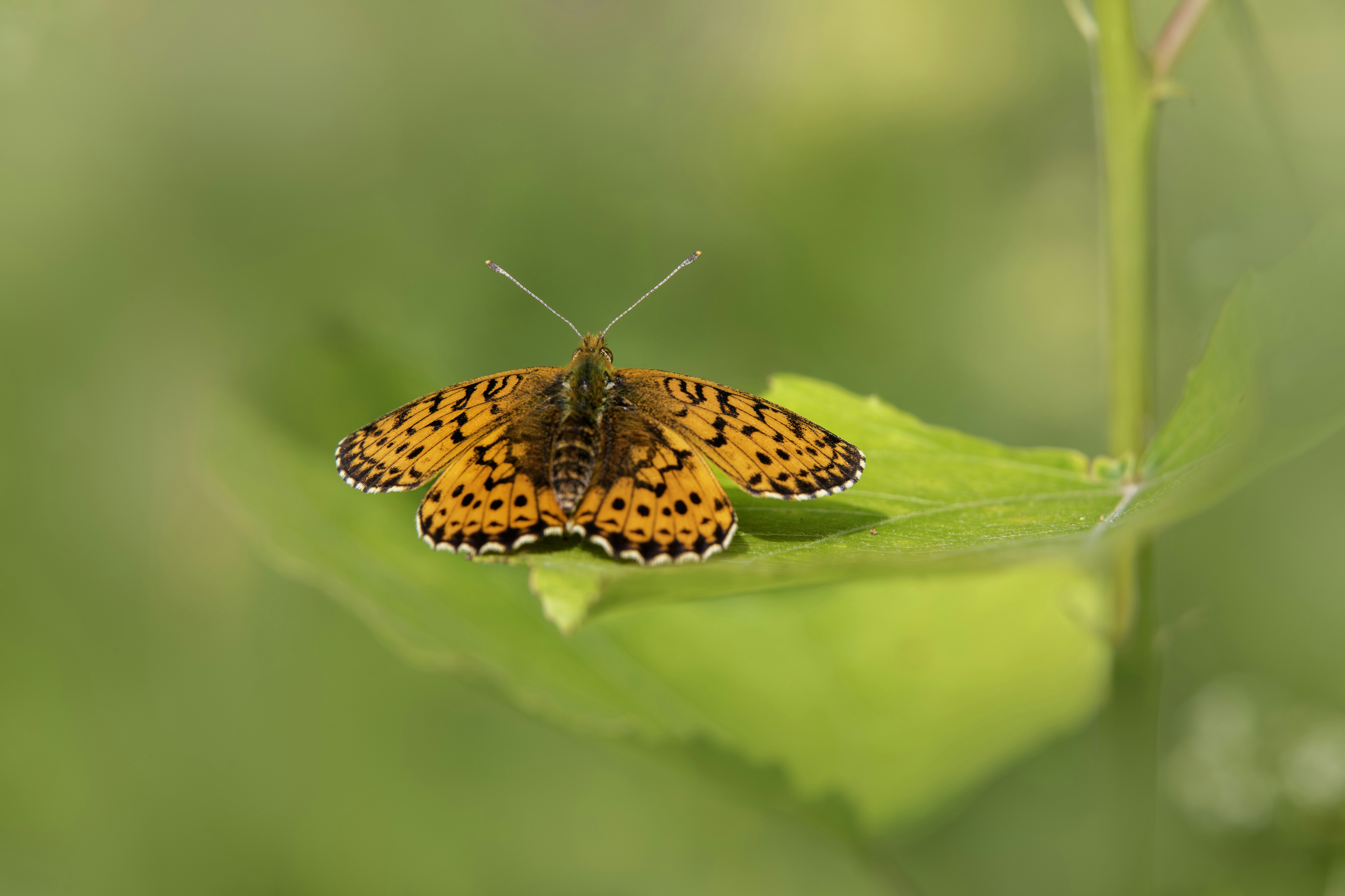 Photo by erik_karits