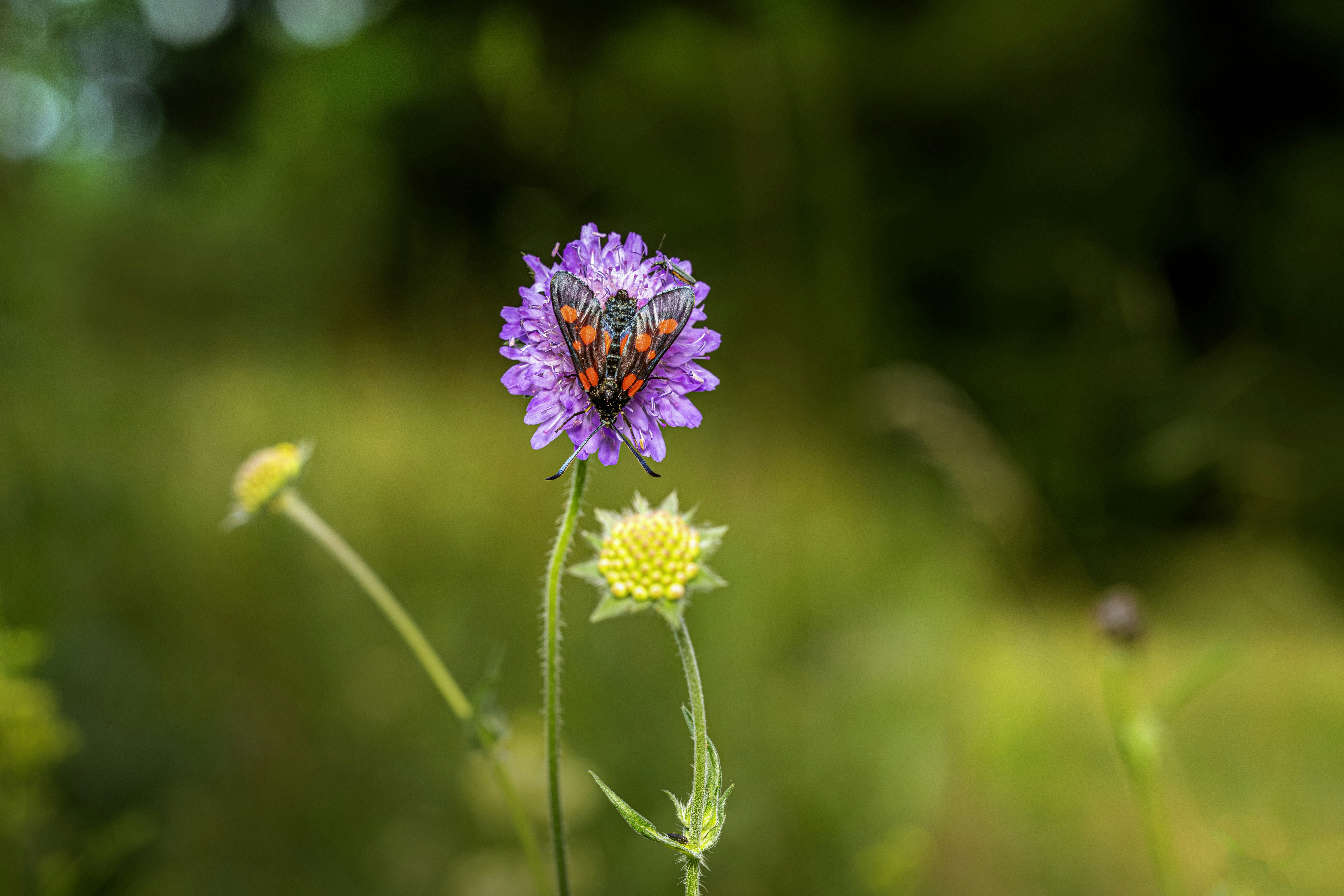 Photo by erik_karits