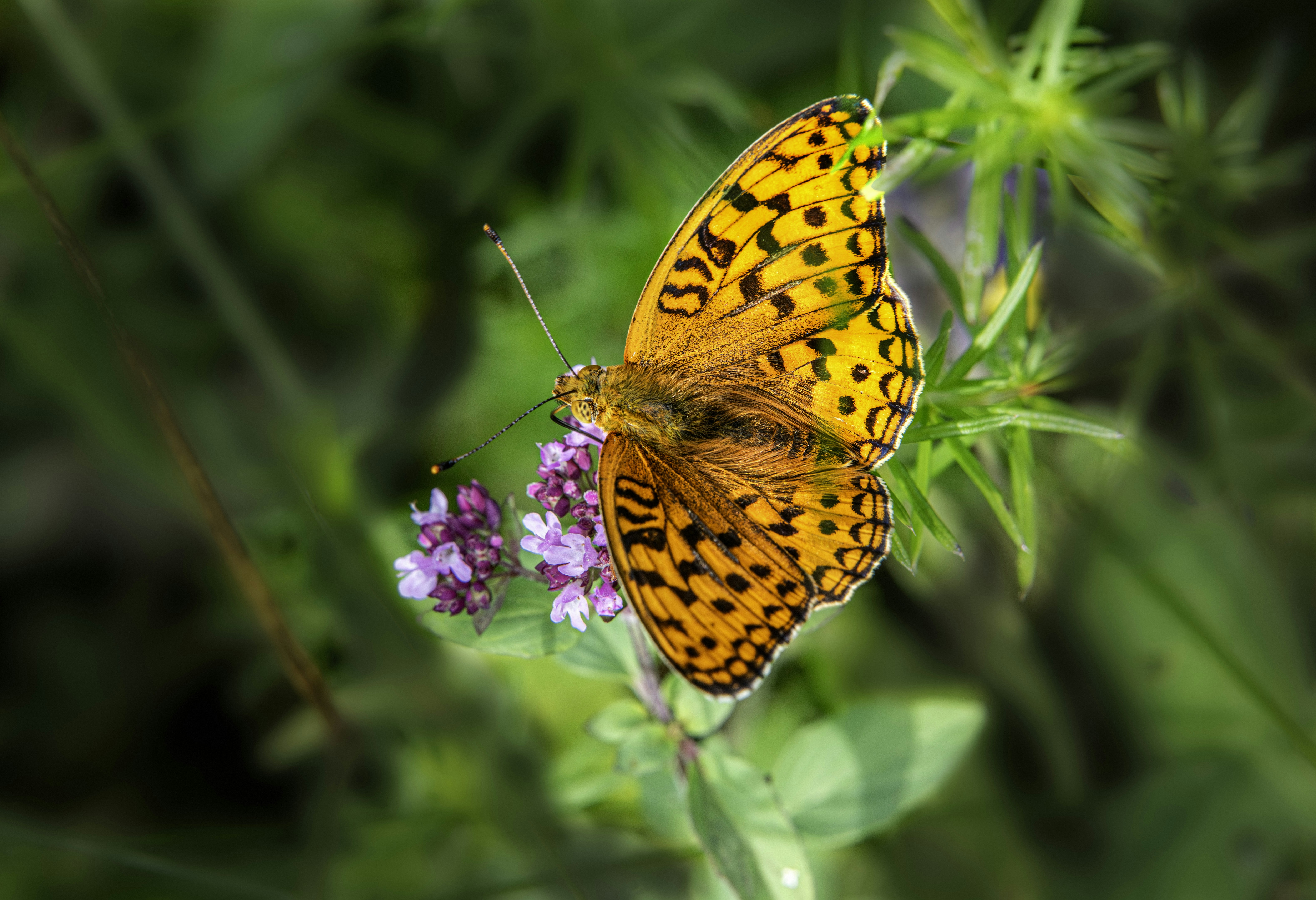 Photo by erik_karits