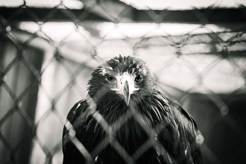 a black and white photo of a bird behind a chain link fence