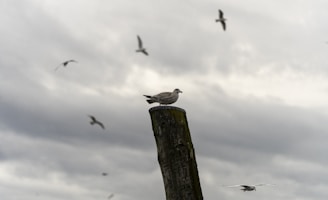 A seagull is perched on top of a weathered wooden post against a cloudy sky, with several other seagulls flying in the background.