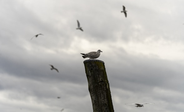 A seagull is perched on top of a weathered wooden post against a cloudy sky, with several other seagulls flying in the background.