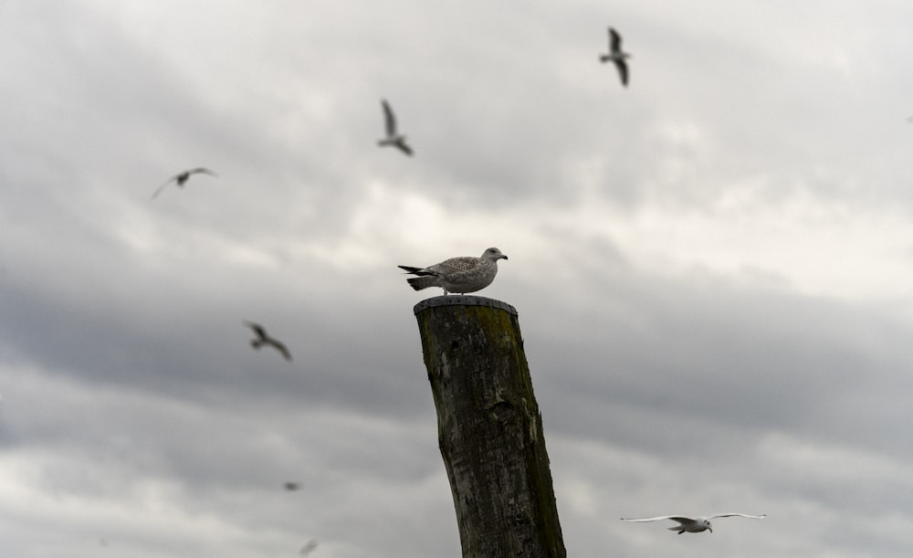 a flock of birds flying over a wooden post