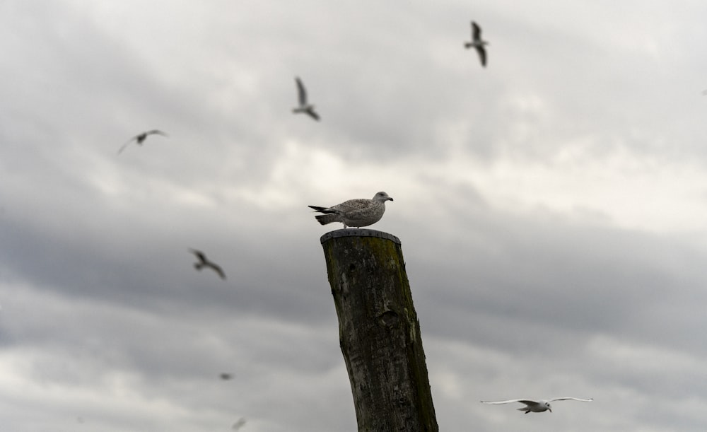una bandada de pájaros volando sobre un poste de madera
